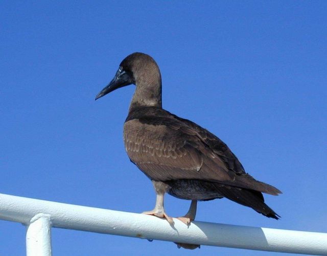 Stern view of a boobie. Picture