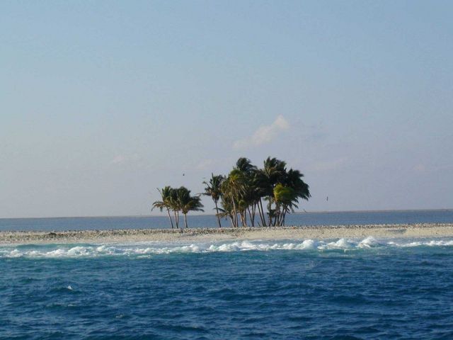 Palm trees on Clipperton Island. Picture