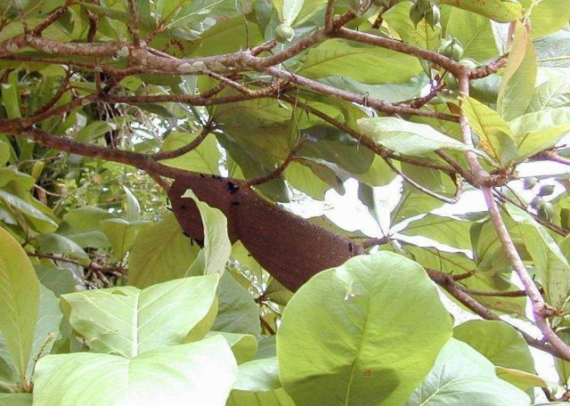 A wasps' nest on a tree at Isla Gorgona. Picture