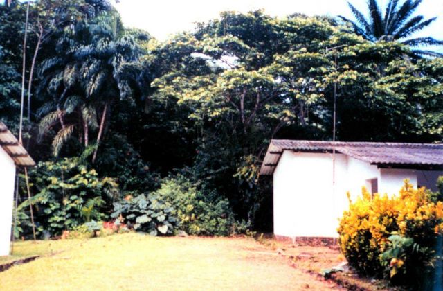 The jungle right next to the caretakers quarters on Isla Gorgona. Picture