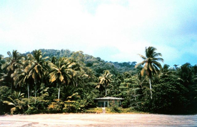 View of the jungle at Isla Gorgona. Picture