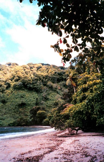 The jungle comes right down to the beach on Isla Cocos. Picture