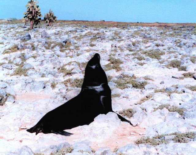 Sealion contemplating venturing where no sealion has gone before. Picture