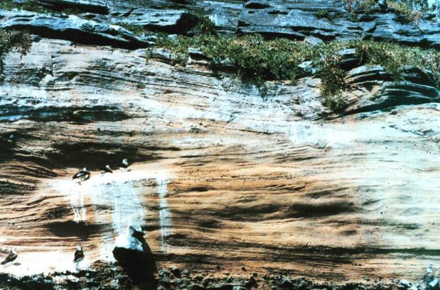 Layered rock formation with boobies fouling their rest area Picture