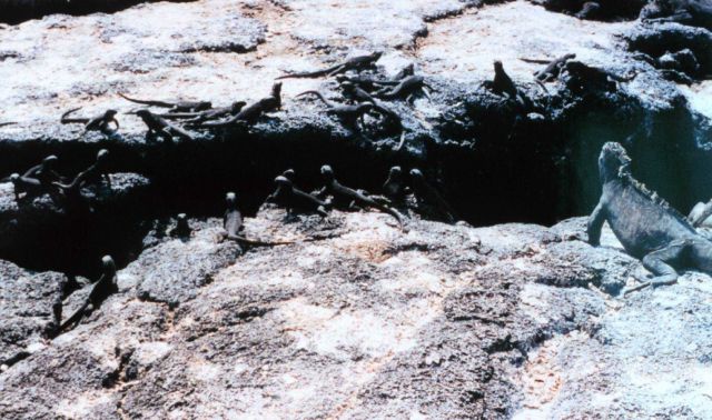Marine iguanas soaking up the sun Picture