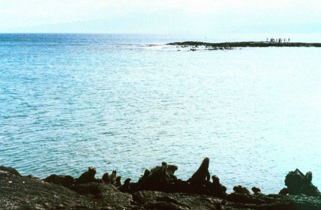 Marine iguanas observing human intruders Picture