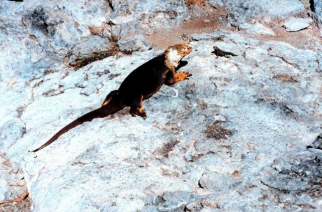 A land iguana confronting a smaller marine iguana Picture