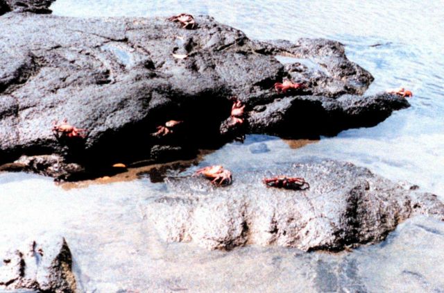 Sally Lightfoot crabs scrambling over the rocks Picture