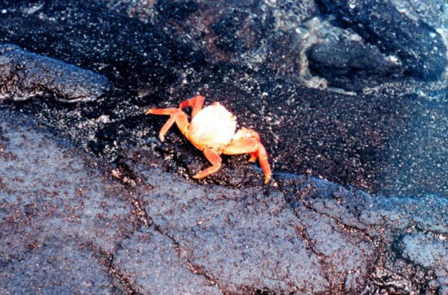 A Sally Lightfoot crab Picture