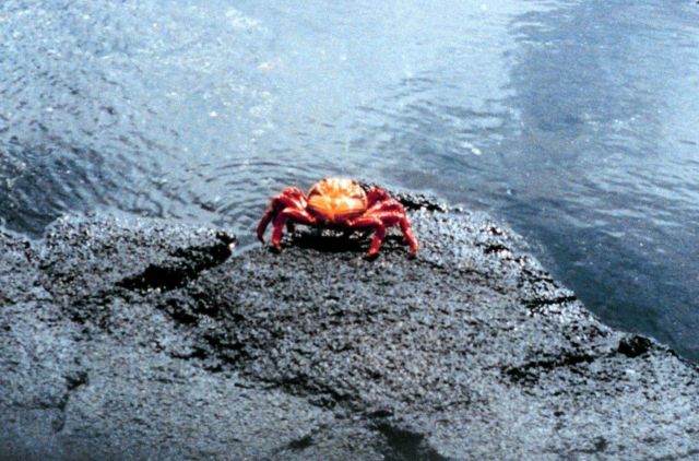Sally Lightfoot crab Picture
