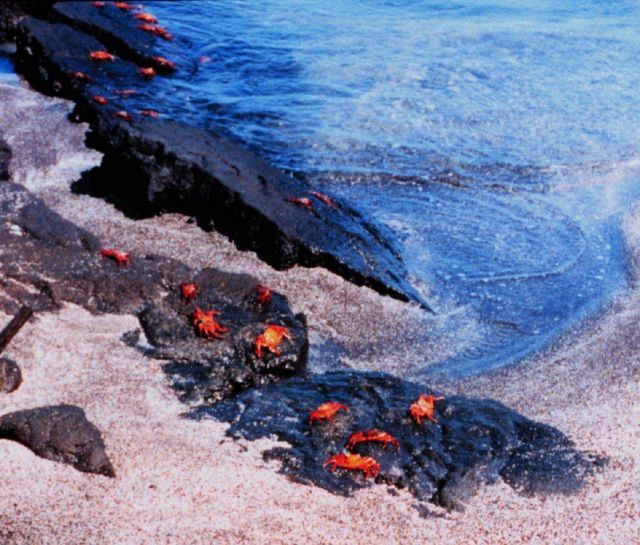 Sally Lightfoot crabs Picture