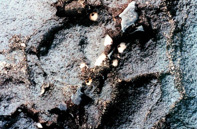 Barnacles on a lava rock Picture