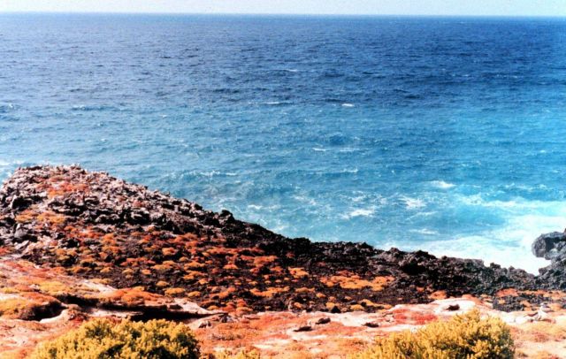 Surf,rock, and orange vegetation with albatross nesting at the edge of the green vegetation. Picture