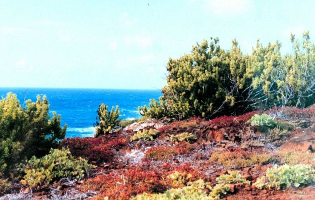 Red, green, and orange vegetation and an azure sea Picture