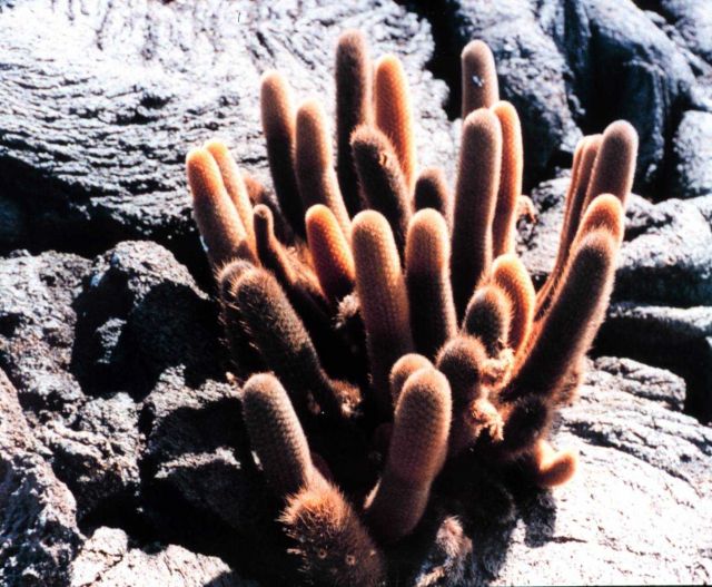 Lava cactus (Brachycereus nesioticus) growing up from volcanic rock Picture