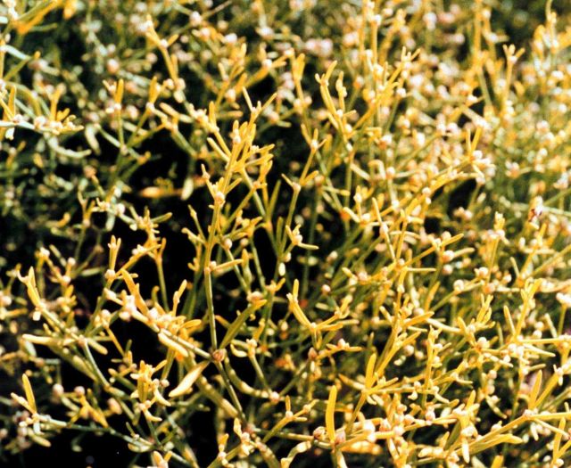 Unique flora of the Galapagos Islands Picture