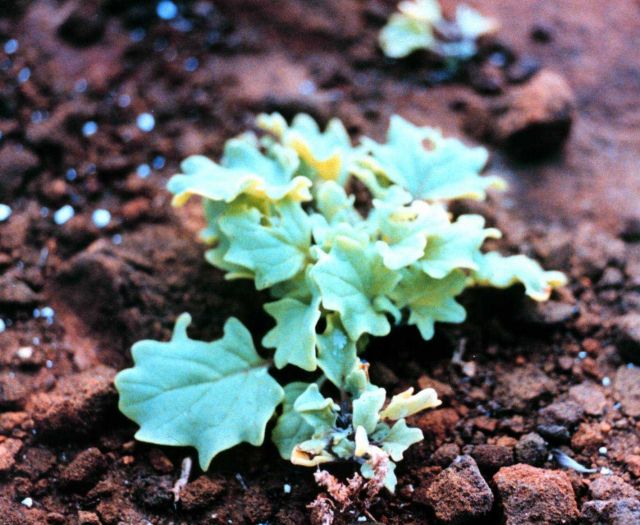 Unique flora of the Galapagos Islands growing from iron-stained volcanic rock. Picture