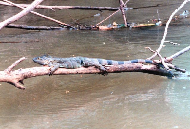 Green iguana (Iguana iguana) Picture