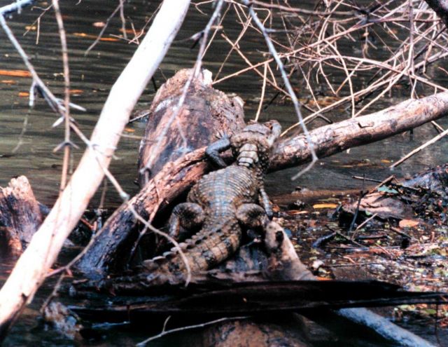 Cayman - Caiman crocodilus - along a river bank. Picture