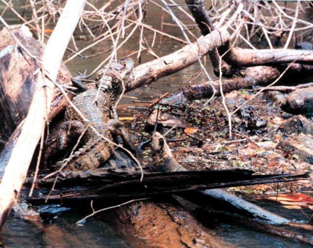 Cayman - Caiman crocodilus - along a river bank. Picture