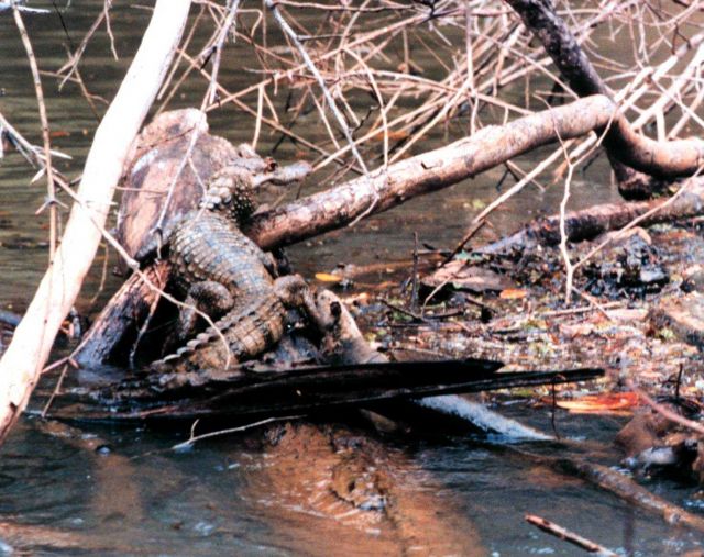 Cayman - Caiman crocodilus - along a river bank. Picture