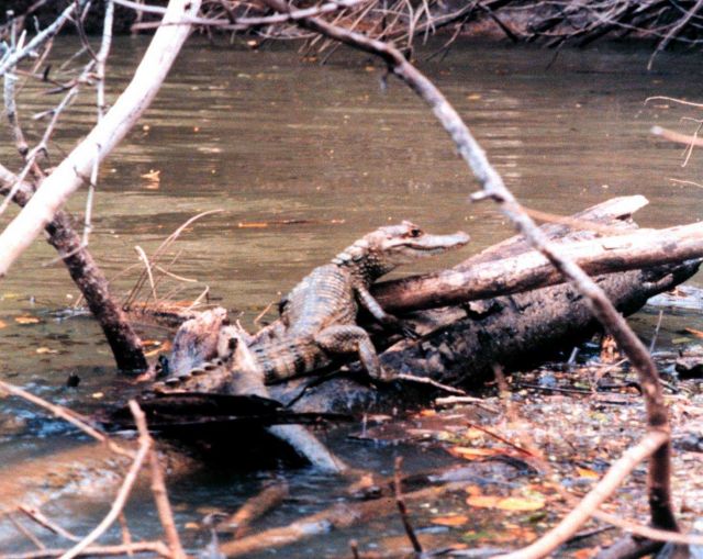 Cayman - Caiman crocodilus - along a river bank. Picture