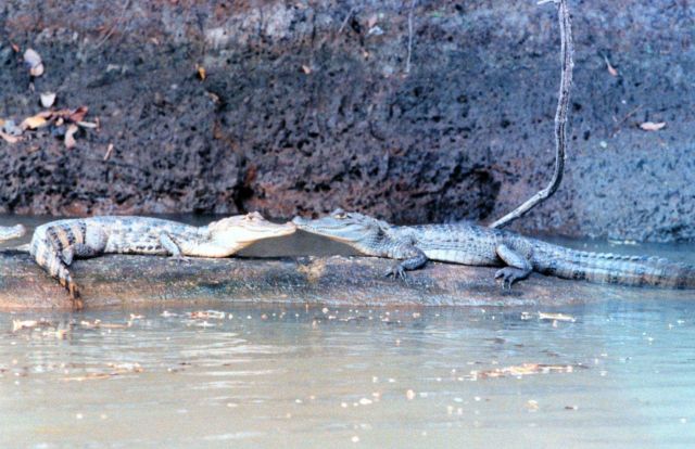Cayman - Caiman crocodilus - along a river bank. Picture