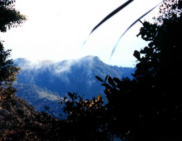 Costa Rican rain forest. Picture