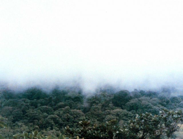 Costa Rican rain forest. Picture