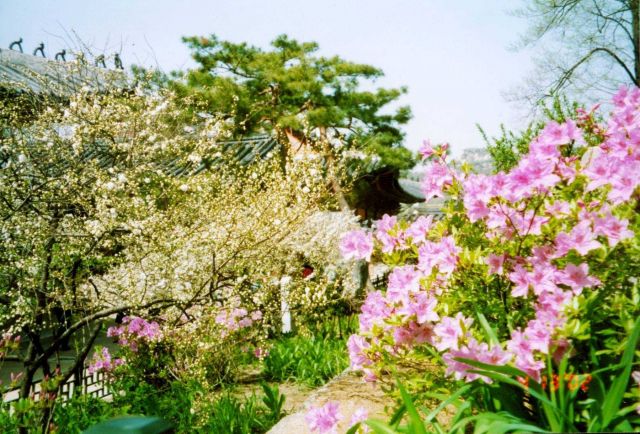 Flowers in bloom in Hainan Province Picture