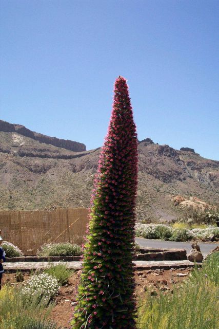 Desert flora living above the tree line on Tenerife. Picture