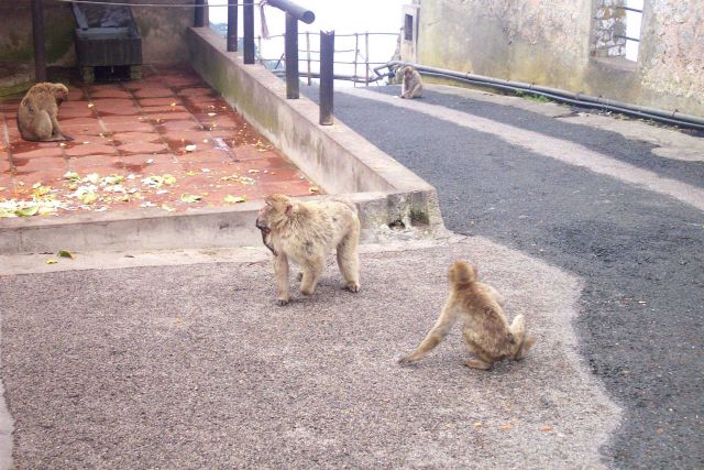 The Barbary Apes - really tail-less monkeys known as Barbary Macaques Picture