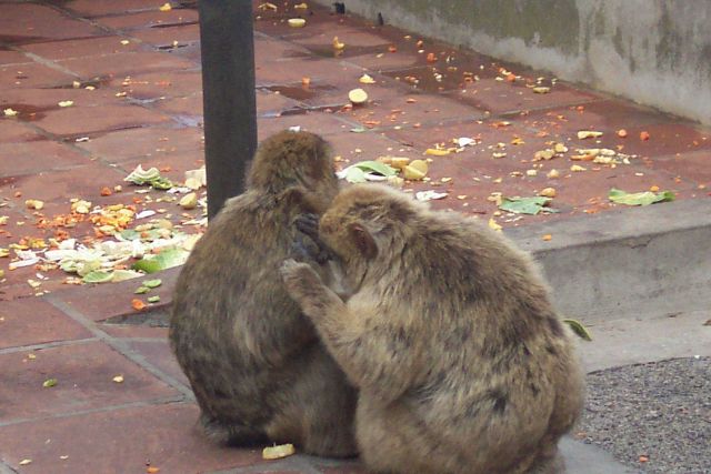 The Barbary Apes - really tail-less monkeys known as Barbary Macaques Picture