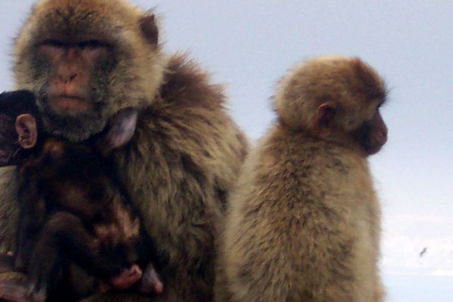 The Barbary Apes - really tail-less monkeys known as Barbary Macaques Picture