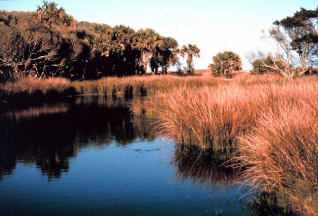 ACE Basin National Estuarine Research Reserve Picture