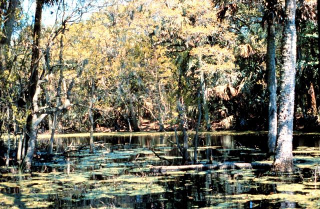 ACE Basin National Estuarine Research Reserve Picture