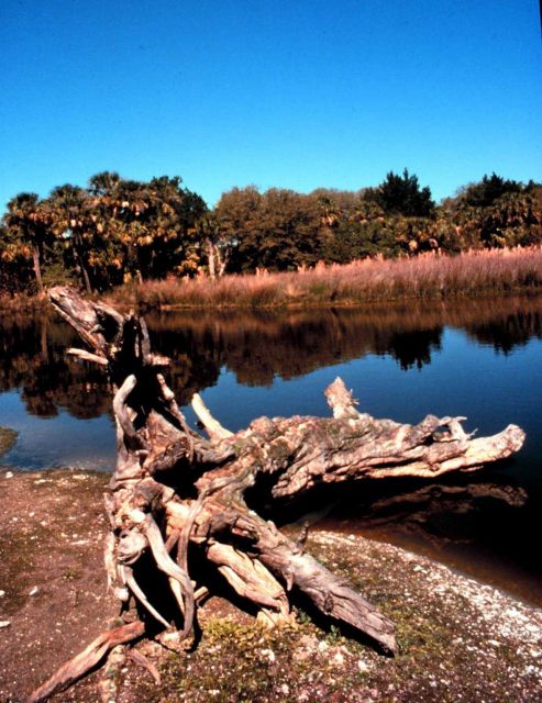 ACE Basin National Estuarine Research Reserve Picture