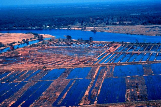 ACE Basin National Estuarine Research Reserve Picture