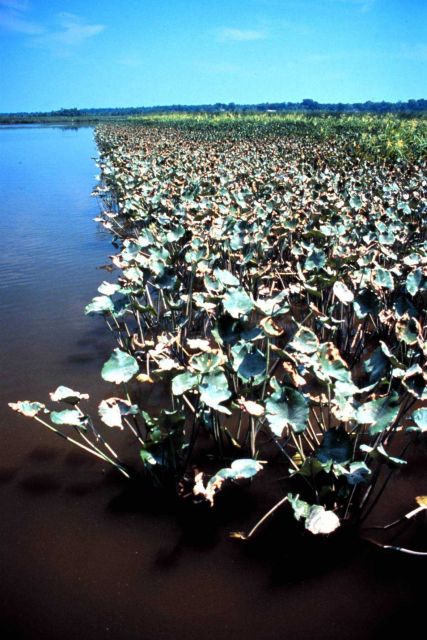 Chesapeake Bay - Maryland National Estuarine Research Reserve. Picture