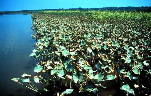 Chesapeake Bay - Maryland National Estuarine Research Reserve. Picture