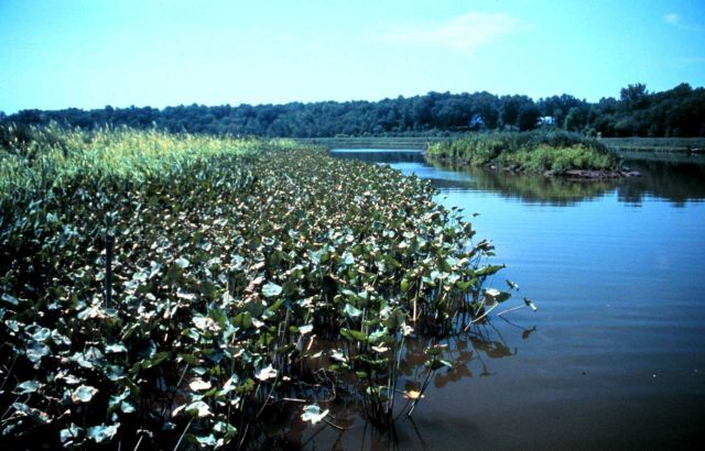 Chesapeake Bay - Maryland National Estuarine Research Reserve. Picture