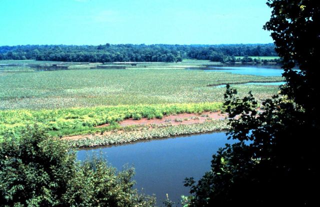 Chesapeake Bay - Maryland National Estuarine Research Reserve. Picture