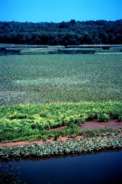 Chesapeake Bay - Maryland National Estuarine Research Reserve. Picture