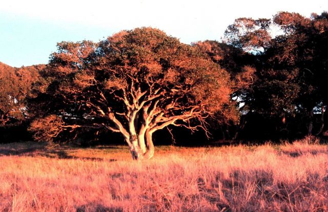 Elkhorn Slough National Estuarine Research Reserve. Picture
