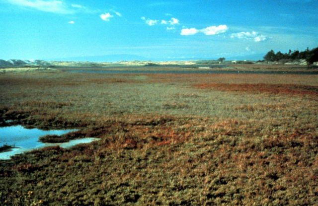 Elkhorn Slough National Estuarine Research Reserve Picture