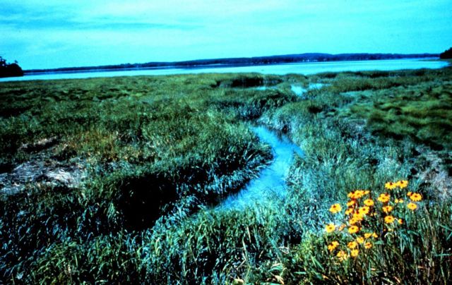 Great Bay National Estuarine Research Reserve. Picture