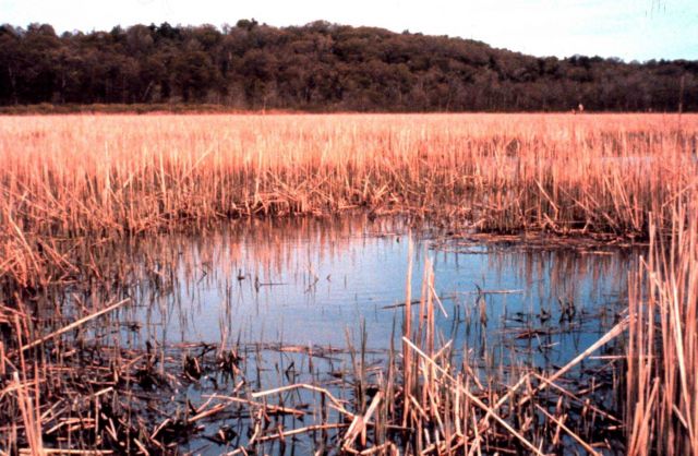 Hudson River National Estuarine Research Reserve. Picture