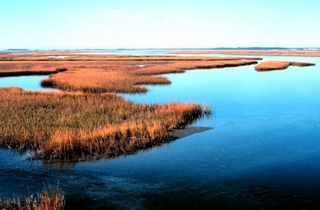 North Carolina National Estuarine Research Reserve. Picture