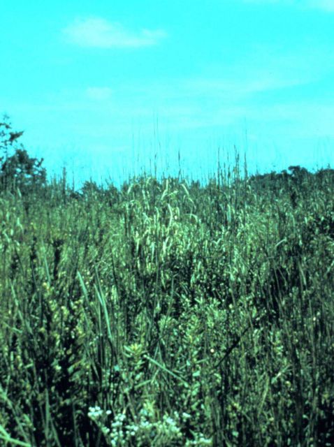 Old Woman Creek National Estuarine Research Reserve. Picture