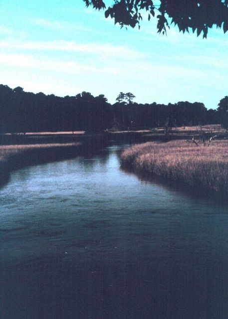 Sapelo Island National Estuarine Research Reserve. Picture